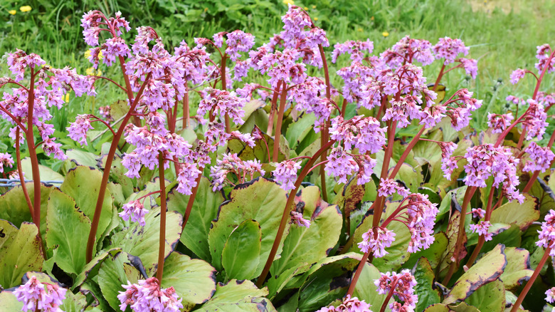 Pigsqueak flowers in a garden.