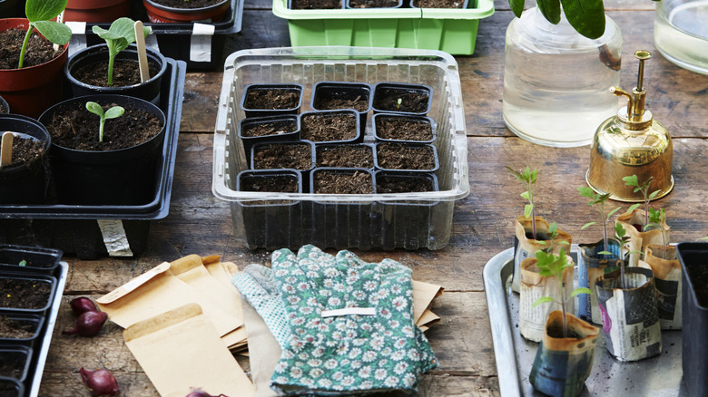 A variety of different seeds have been started on a gardening table.