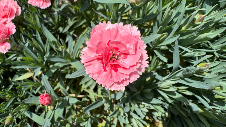 Pink carnations thrive in a garden.