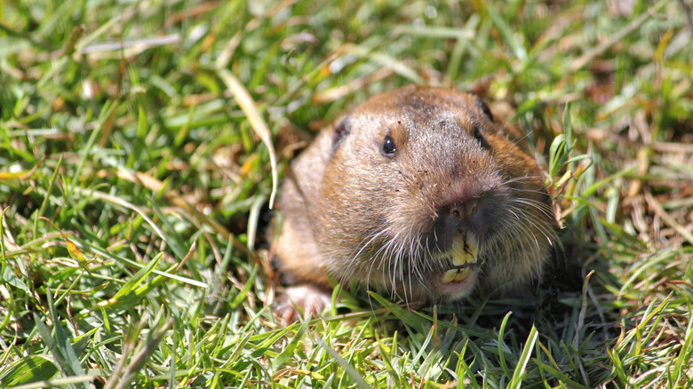 A gopher poking its head out of a burrow in the ground