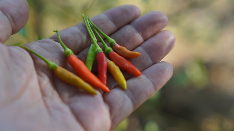 A hand holding seven hot peppers