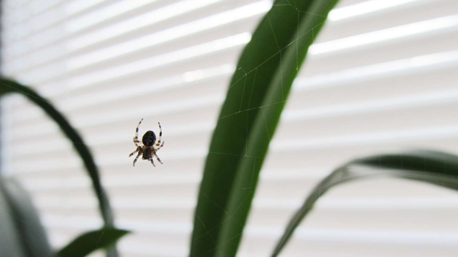 The Spider Pest Control Remedy That Isn't Worth Your Time And Money