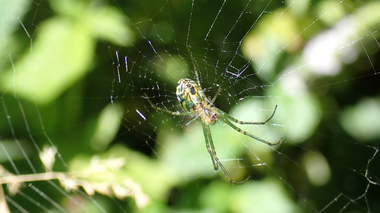 orchard orb weaver spider in web