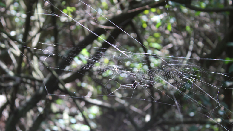 orchard orbweaver spider web