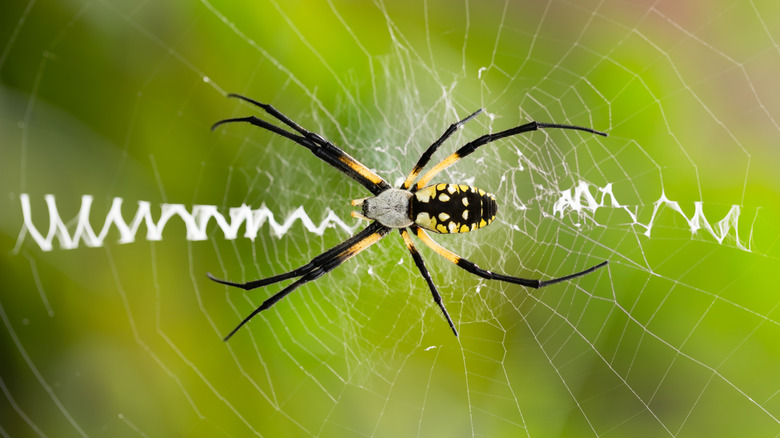 yellow garden spider in web