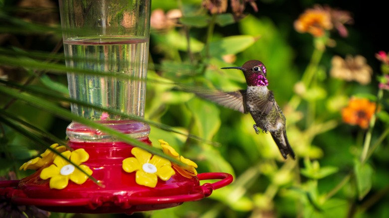 Hummingbird flying to feeder