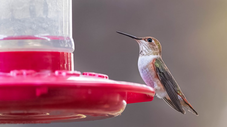 Hummingbird perched on feeder