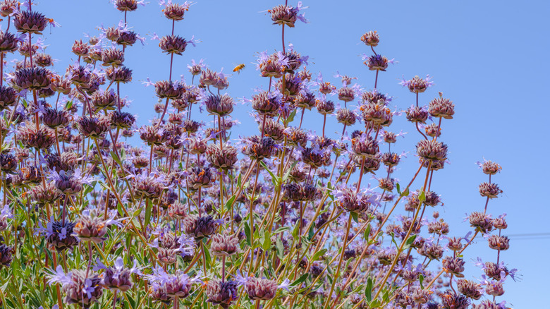 Cleveland sage in bloom