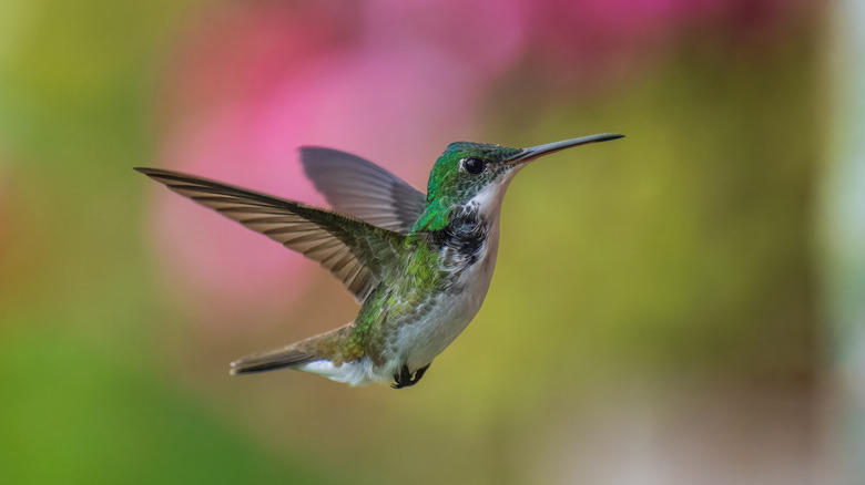 hummingbird in flight