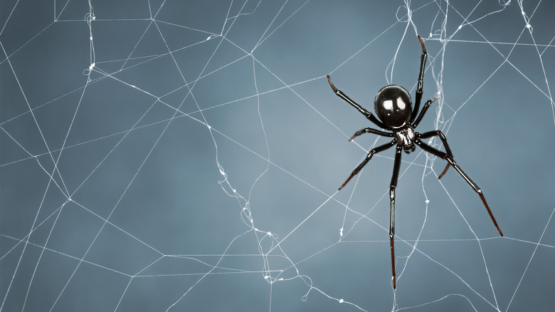 black widow spider in web