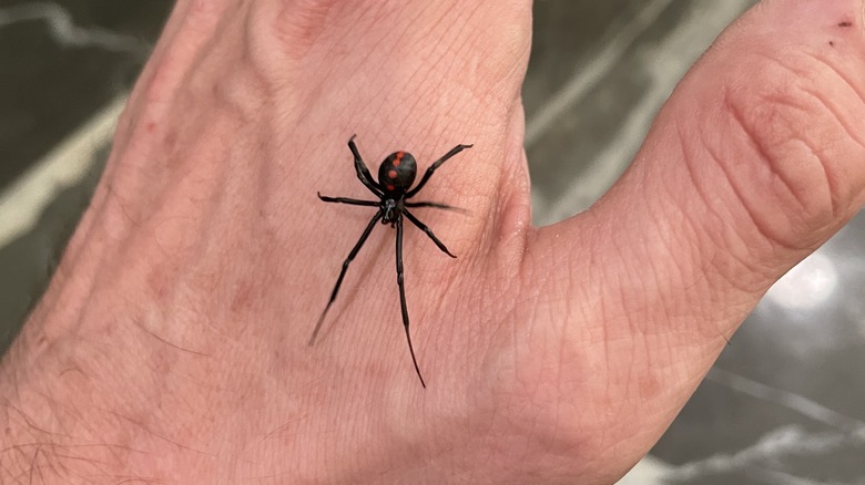 person holding black widow spider