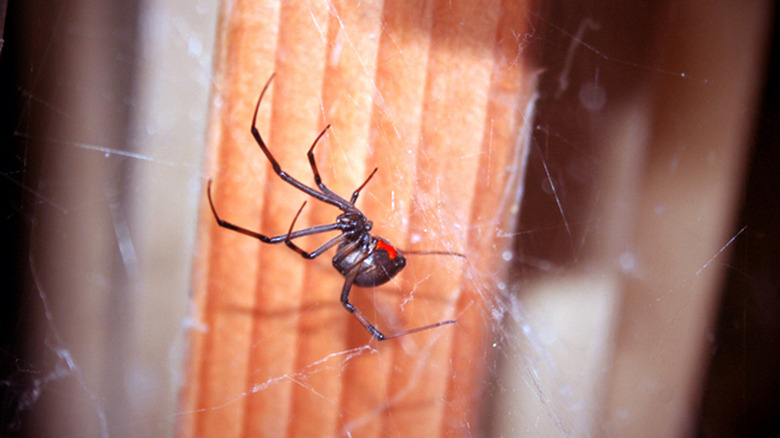 black widow spider spinning a web