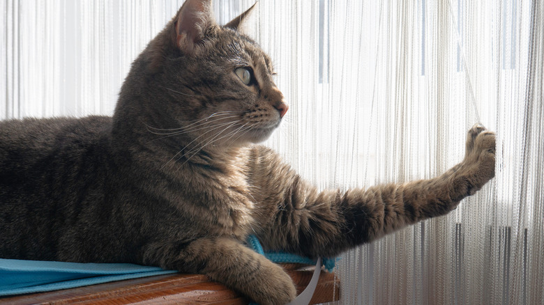 Gray cat scratching curtains