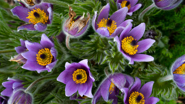 Closeup of a gorgeous bouquet of pasque flowers