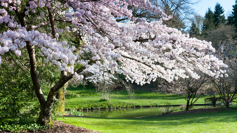 A stunning cherry blossom tree in full bloom in a park by a lake