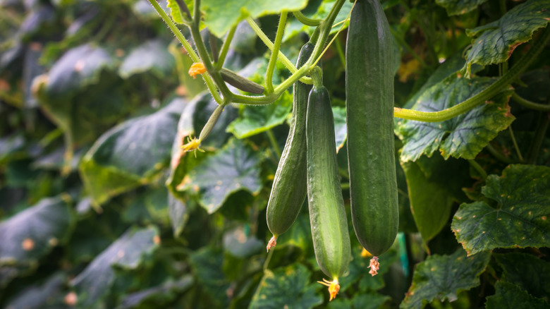 Cucumbers growing on a vine