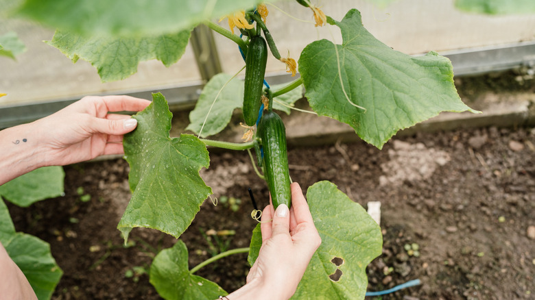 Gardener examining a cucumber fruit