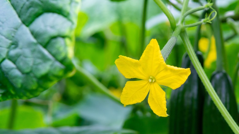 Female cucumber flower