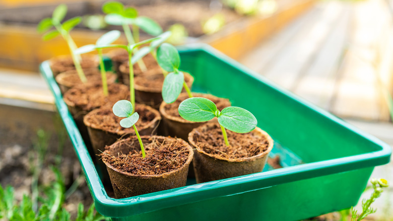 Cucumber seedlings