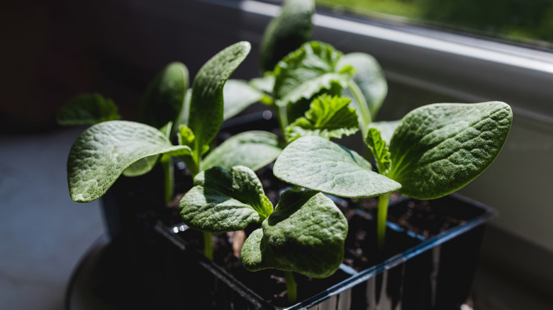 Cucumber seedlings with leaves emerging