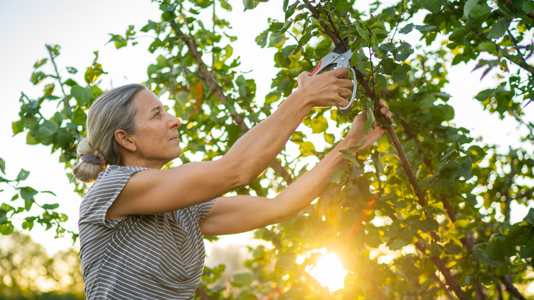 Woman snipping tree branches