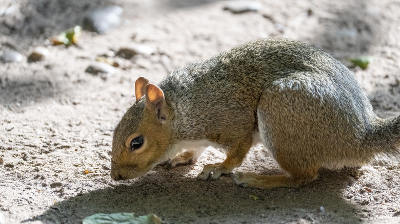 Squirrel smelling the ground