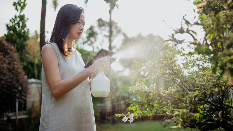 Woman spraying plant