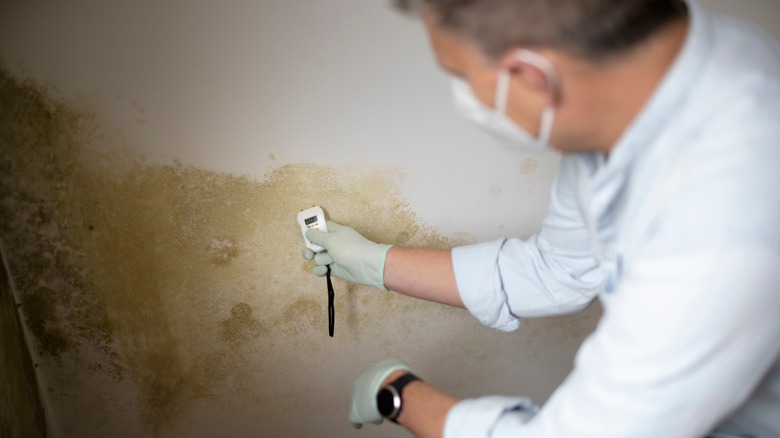 Man inspects mold along drywall