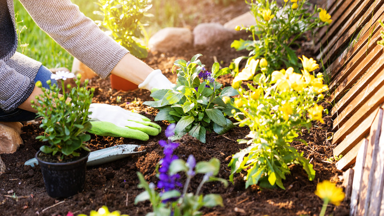 Person planting in garden