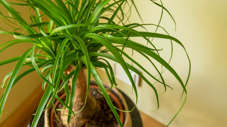 Lively ponytail palm by window