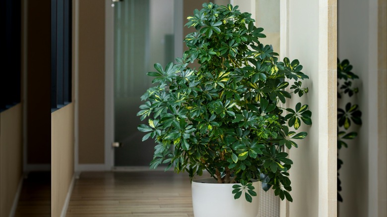 Schefflera in white pot