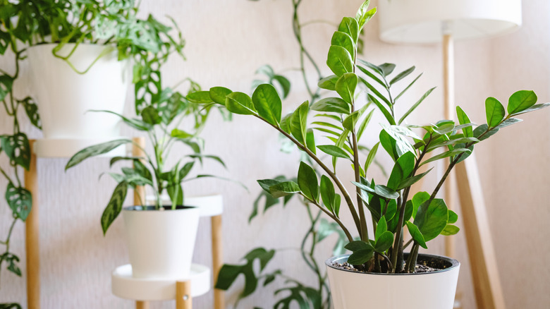 Elevated ZZ plant with greenery