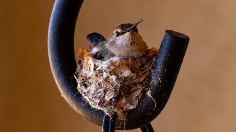 hummingbird nest on metal hook