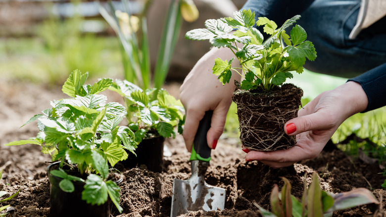 planting new wild strawberry seedlings