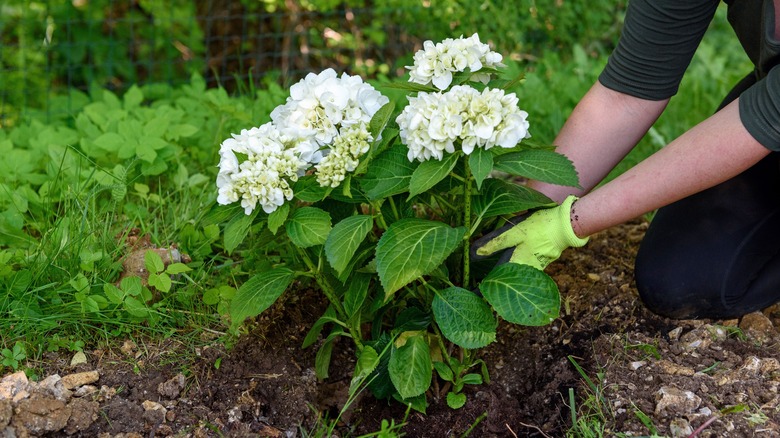 Hands planting hydrangeas