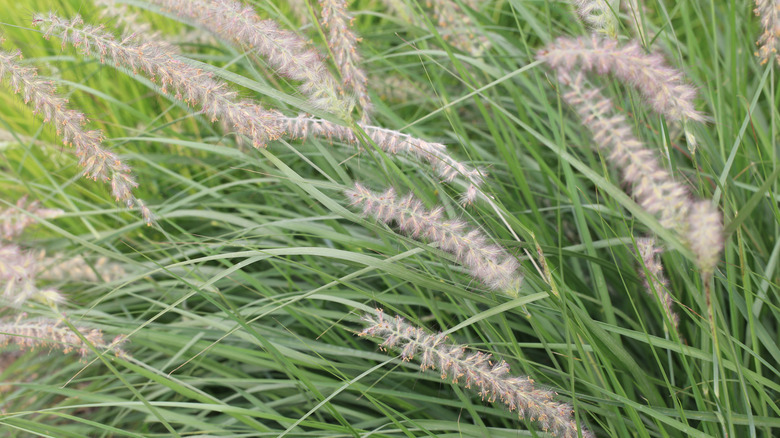 Closeup of bluestem ornamental grass