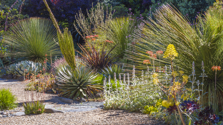 Succulents thrive in a garden.