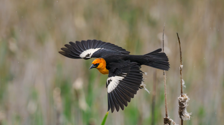 male yellow headed blackbird