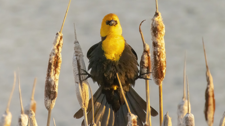 yellow headed blackbird