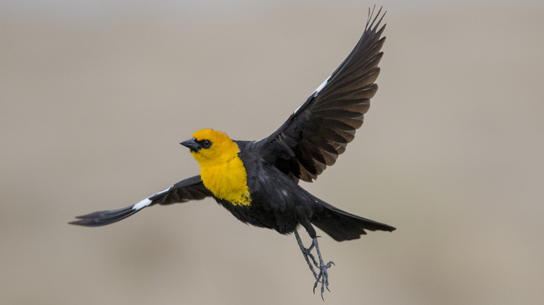 yellow headed blackbird in flight