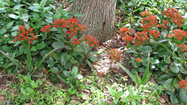 Kalanchoe and aloe growing by tree