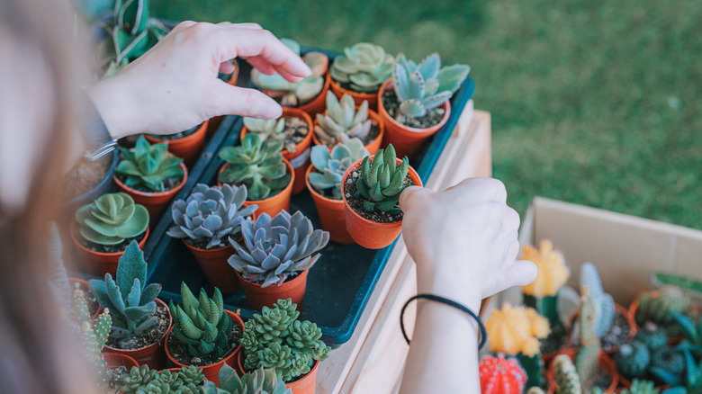 Person picking up succulents