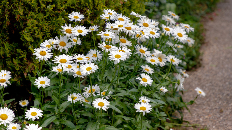 shasta daisies growing