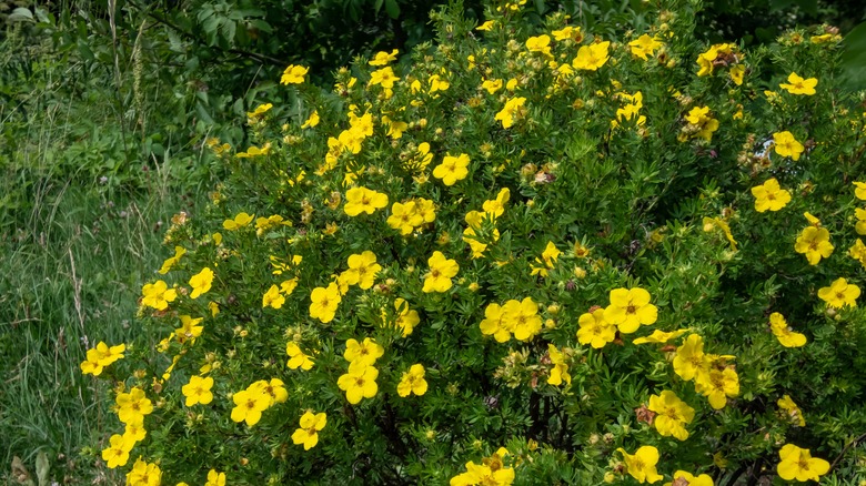 shrubby cinquefoil with yellow blooms