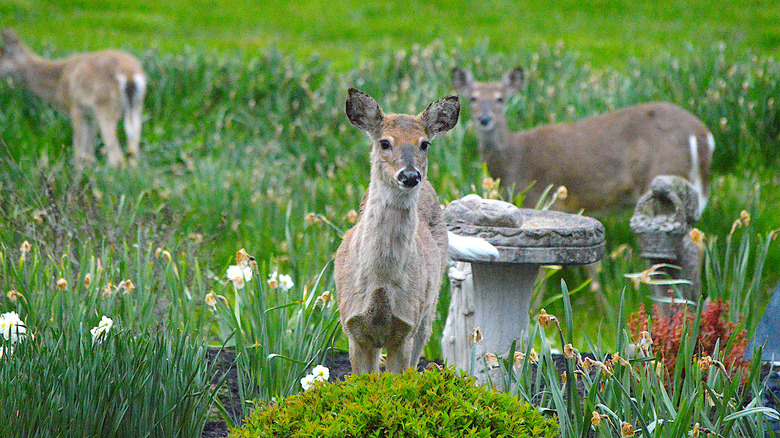 deer standing in garden