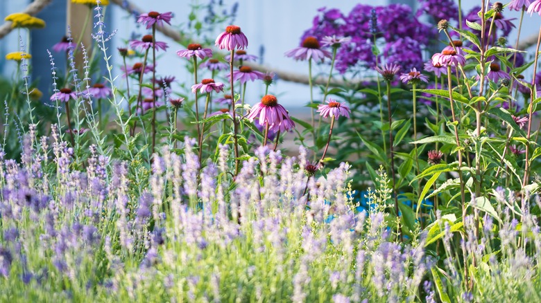 Flower bed with lavender 