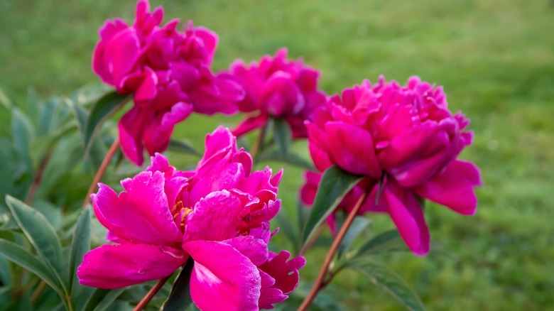 Pink peonies