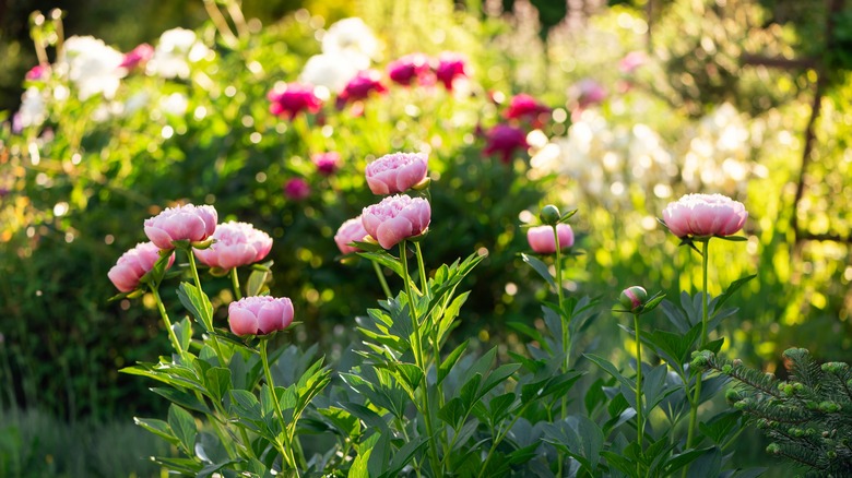 Peonies in garden