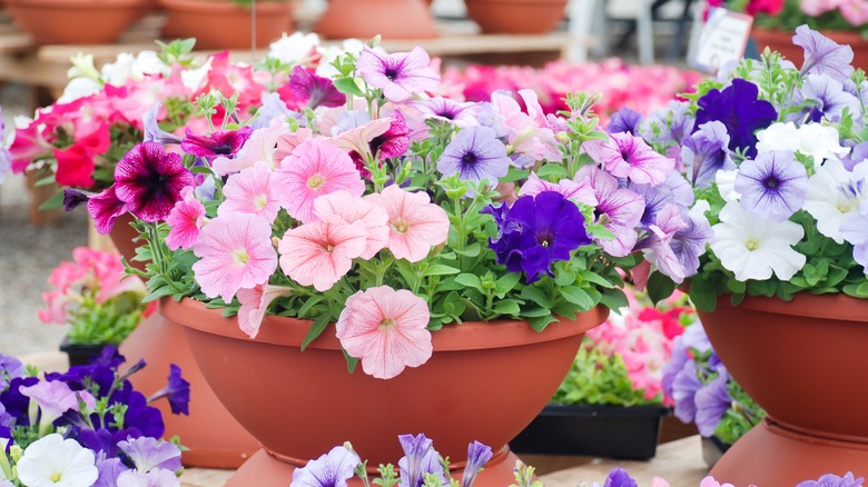 Mixed potted petunias