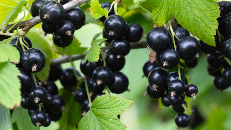 Blackcurrant bush with berries